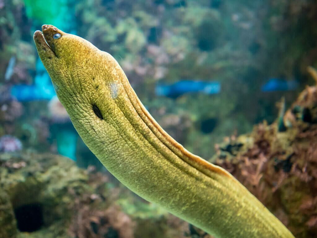 Imagem do Moréia-verde